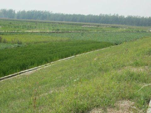 三維植被網(wǎng)護(hù)坡，三維植被網(wǎng)